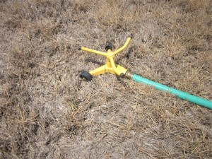 drought affected lawn